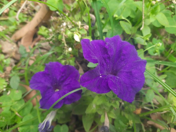 矮牵牛花,自然美,紫色,花,清新,春天,花的组成部分,植物,户外,园艺