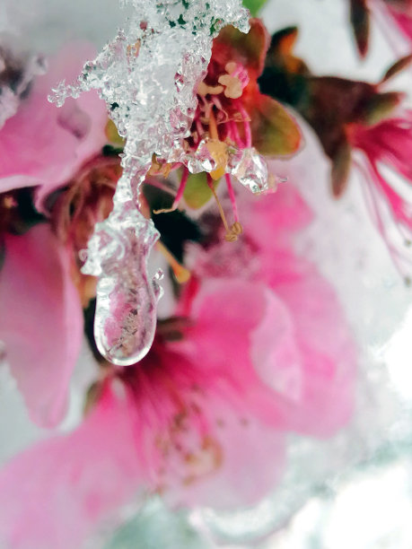 桃花结冰