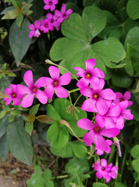 紫叶酢浆草的开花期