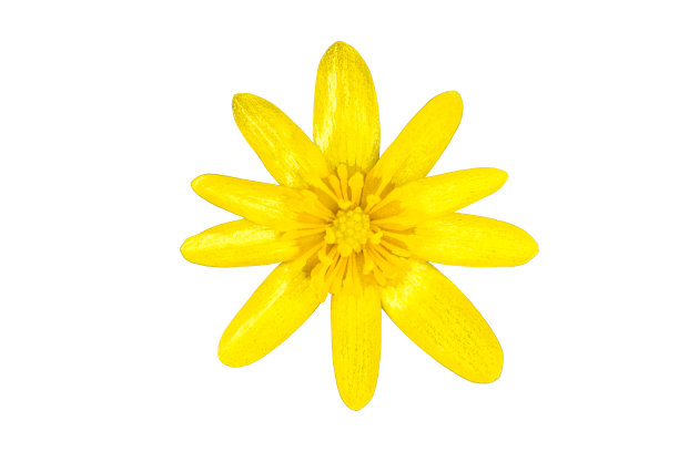 金黄色的雏菊一片小菊花