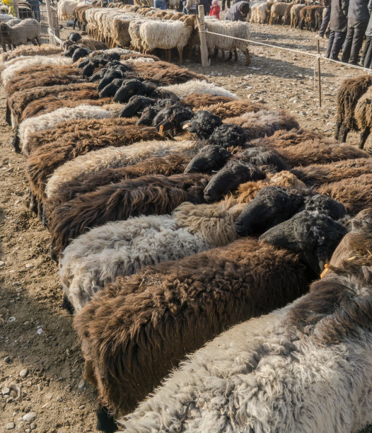 新疆牛羊市场
