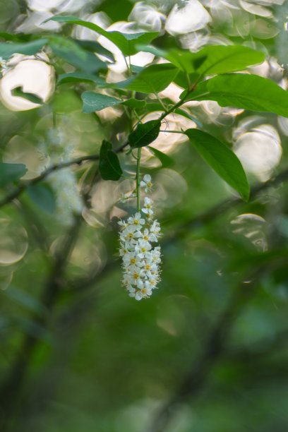 绿色清新植物樱花清明节日海报