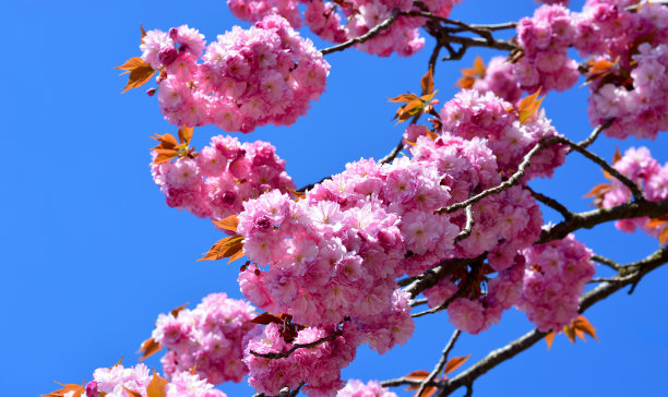 雏菊花蜂王浆