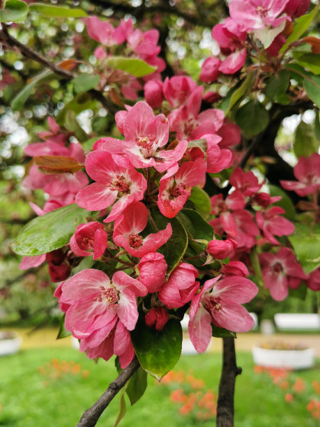 花苹果树图片