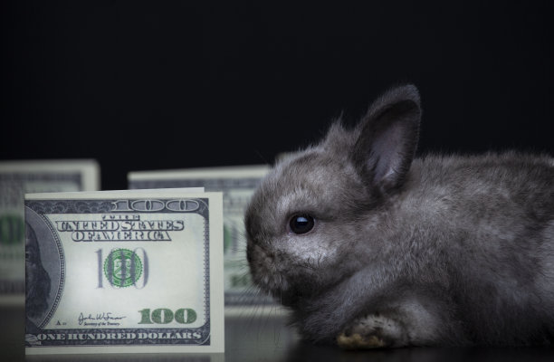 有钱兔