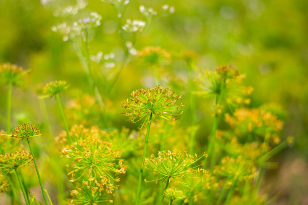 雏菊花草地对蓝天和日落与风