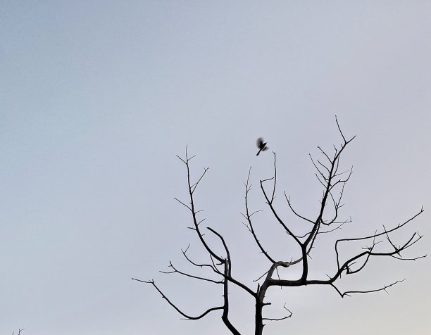 冬天小鸟树枝背景