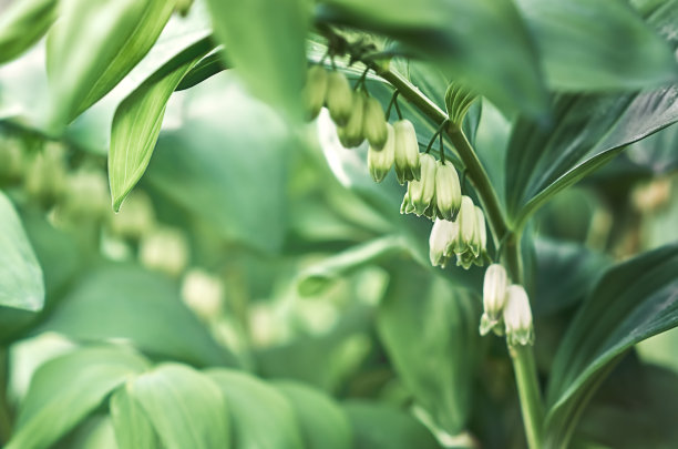 叶子,植物学,枝