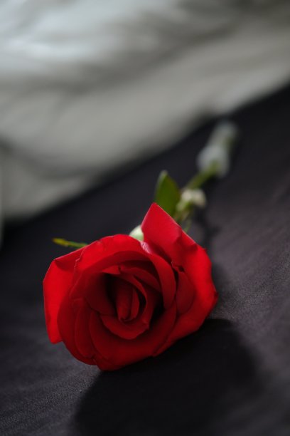 玫瑰,周年纪念,贺卡
