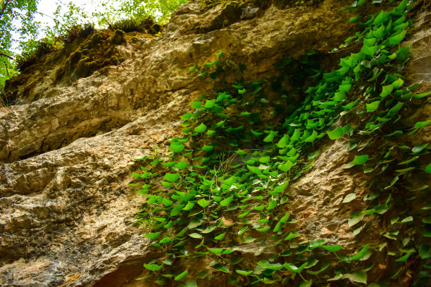 林中的阶梯瀑布和苔藓