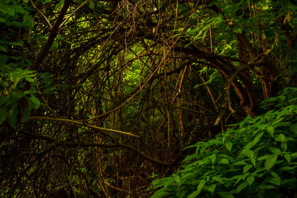 林中的阶梯瀑布和苔藓