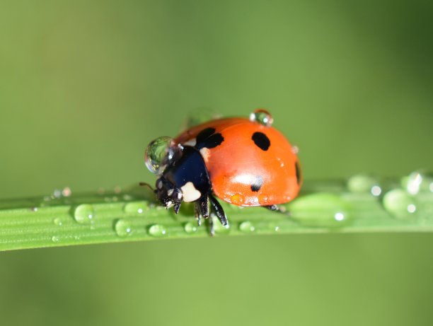 红色七星瓢虫昆虫露水