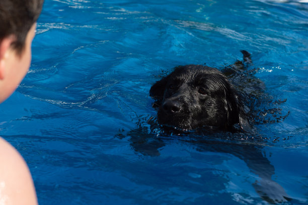 水中训练的狗