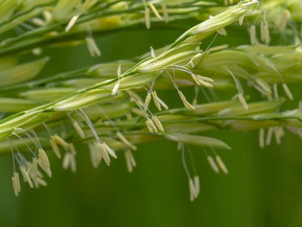 水稻,稻田,未成熟的稻子,稻花