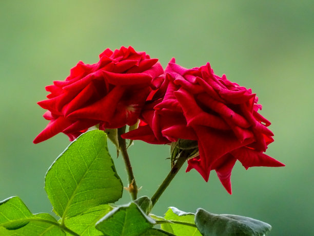 红色玫瑰高贵大气背景