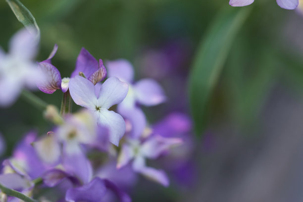 梦幻昙花