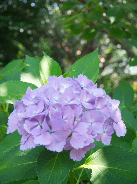 八仙花属东亚图片