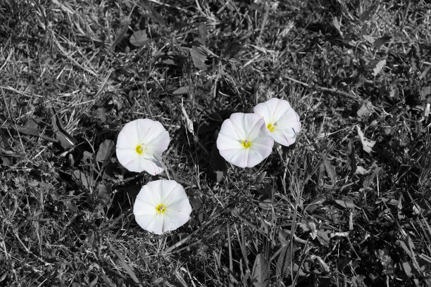 黑白花朵月季花