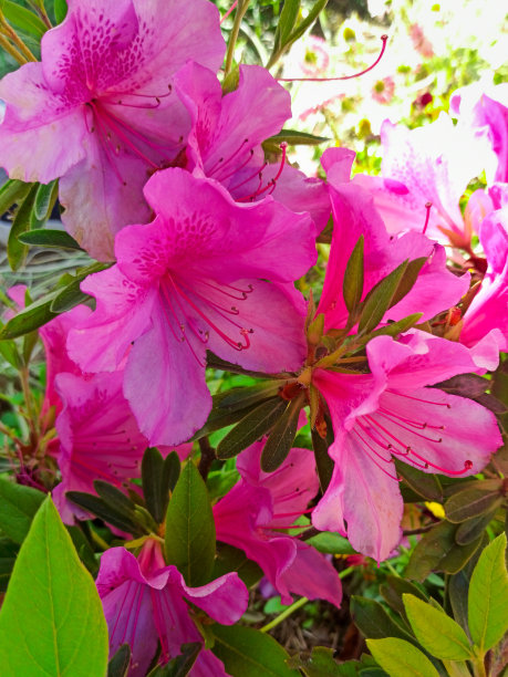 日光,杜鹃花,花头,白昼,热带的花,派克大街,绿色背景,清新,浪漫,春天