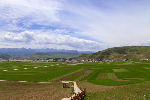 西藏高原油菜花田