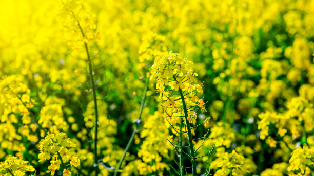 油菜花 黄菜花 春天 蓝天