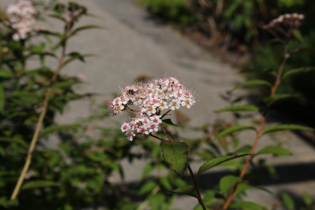 可爱的绣线菊