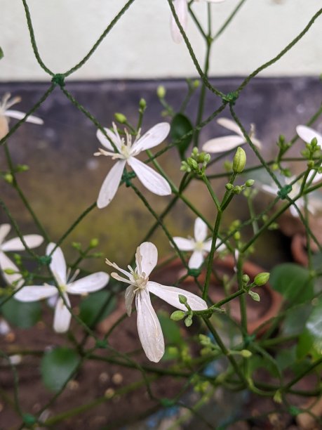 重瓣茉莉