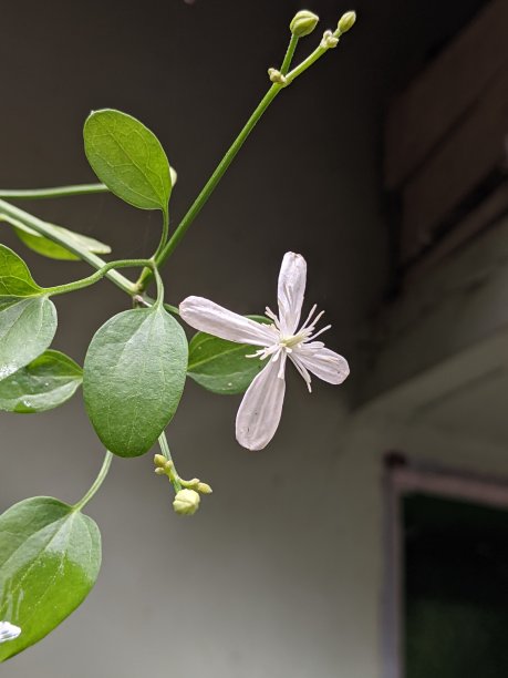 重瓣茉莉