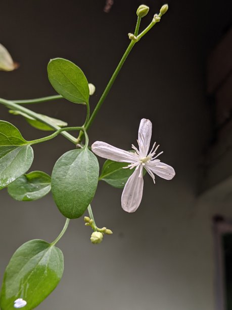 重瓣茉莉