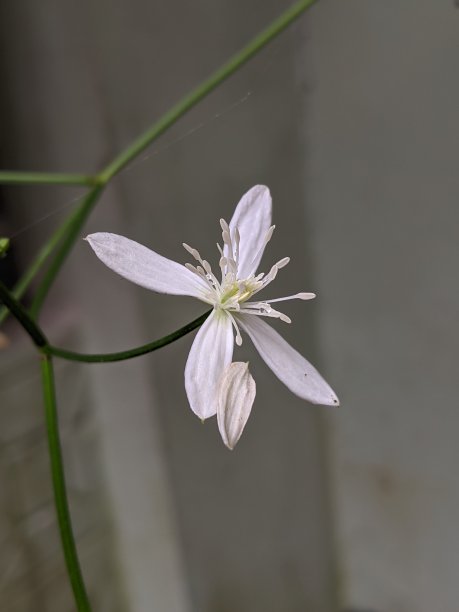 重瓣茉莉