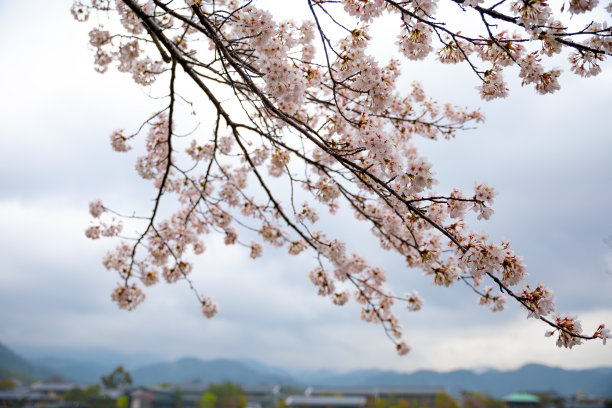 京都伏见稻荷大社红色鸟居