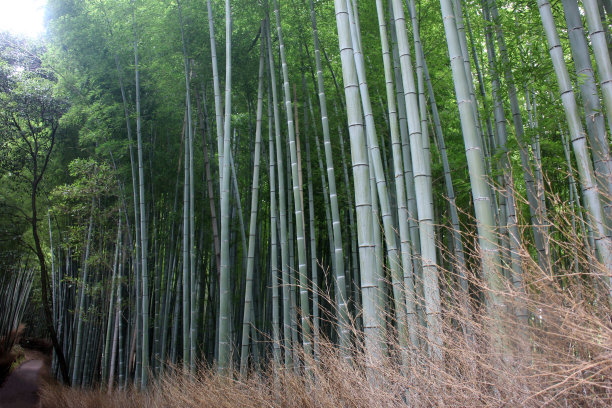 竹林栈道