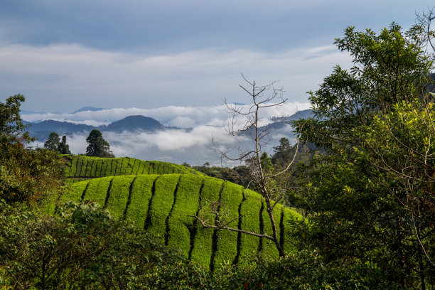 白茶原产地