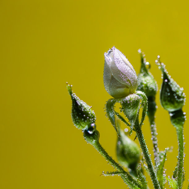 香槟黄玫瑰花