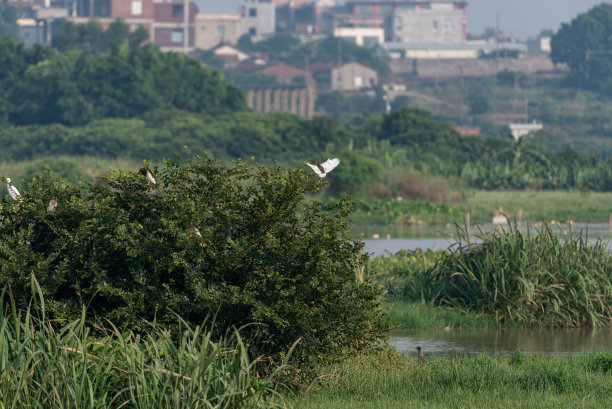 海鸭,生态,环境,中国