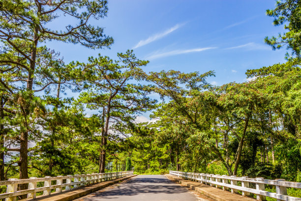 高原林间小道