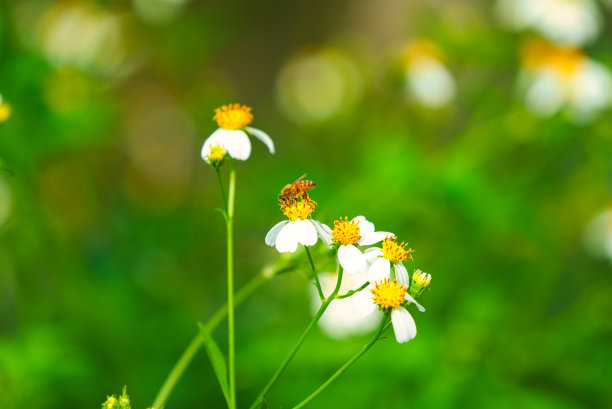 蜂窝菊