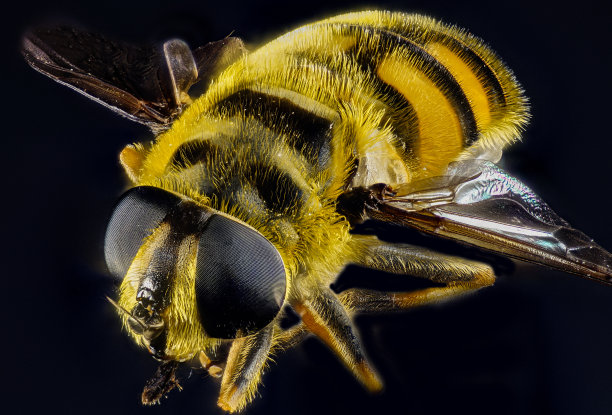 蜜蜂标本