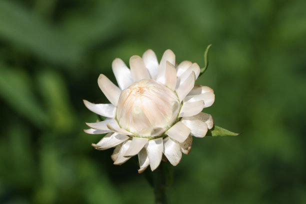 深沉花蕊 礼品盒