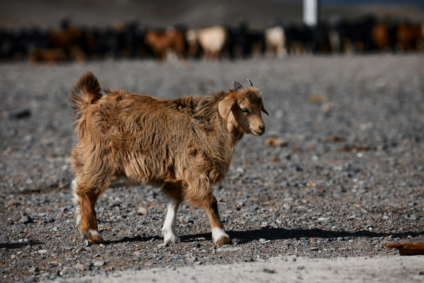 草原羊群蒙古包