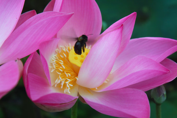 蜜蜂和粉色郁金香花蕊