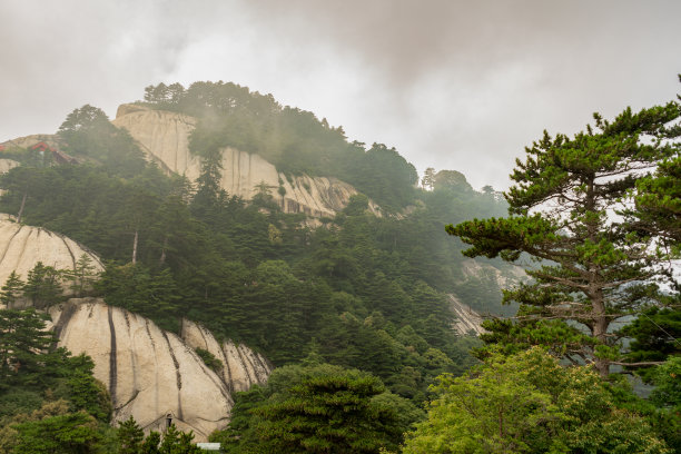 华山松林,山峰,绝壁