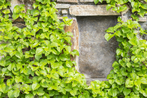 爬满绿植的墙面