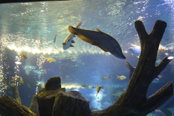 水族馆门票