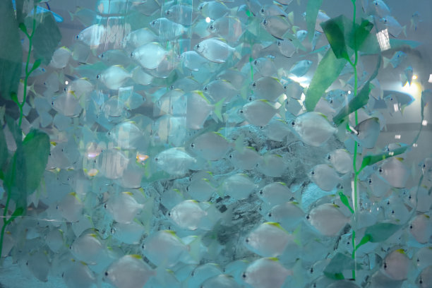 水族馆门票