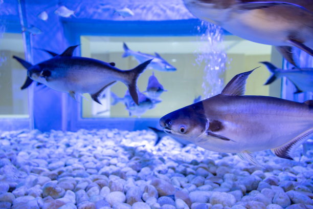 水族馆门票