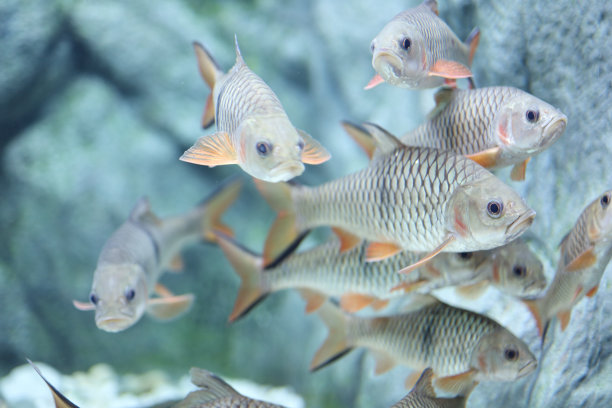 水族馆门票