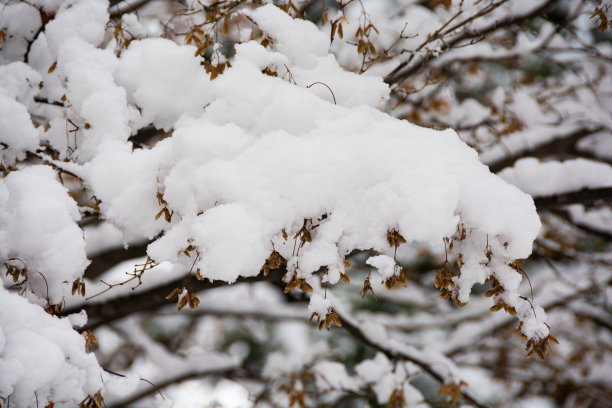 雪天红叶特写