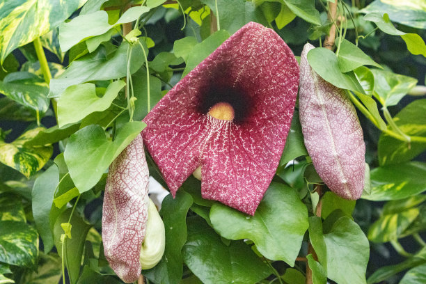 热带植物花展