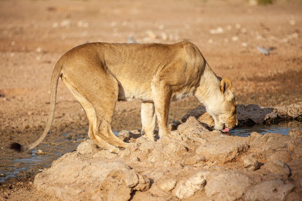 饮水的狮子